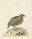 Peter Brown's drawing of a bird