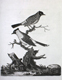 Peter Brown's drawing of a bird