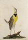 Peter Brown's drawing of a bird