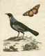 Peter Brown's drawing of a bird
